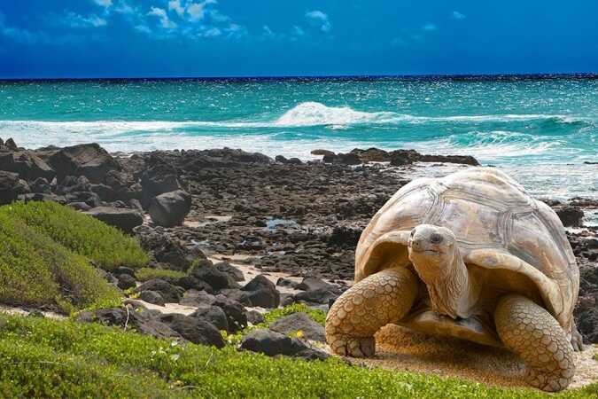 Galápagos
